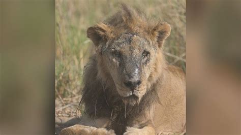 Matan en Kenya a uno de los leones más viejos de África, dicen conservacionistas